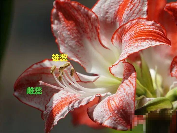 养花怎么才能人工授粉?一根小棉棒,就能解决问题! 养花怎么才能人工授粉?一根小棉棒,就能解决问题!