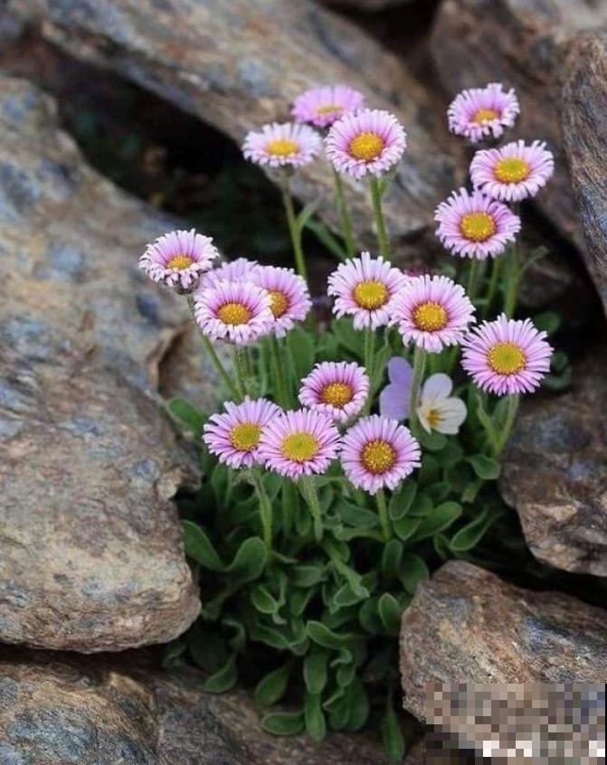石缝间开出来的花,一点土都没有,生命力太强悍! 石缝间开出来的花,一点土都没有,生命力太强悍!