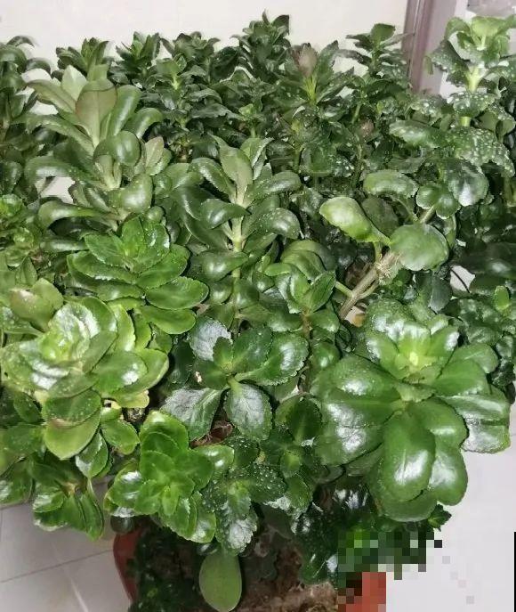 嫁接达人,玉树嫁接长寿上,花友直呼内行! 嫁接达人,玉树嫁接长寿上,花友直呼内行!