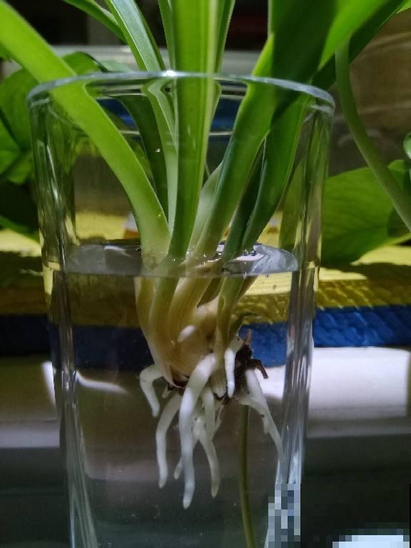 水里丢两块木炭，水培花不烂根，还能净化水质