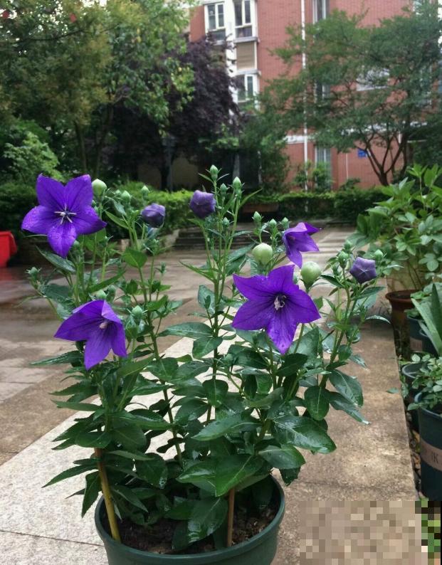 她家的花一开，就赶紧画成水彩画，比真花还美！