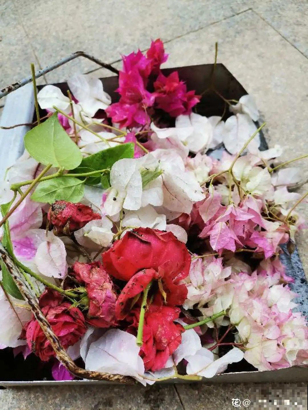 家里养3种花,最怕遇见这个,抓紧避免才能疯长! 家里养3种花,最怕遇见这个,抓紧避免才能疯长!