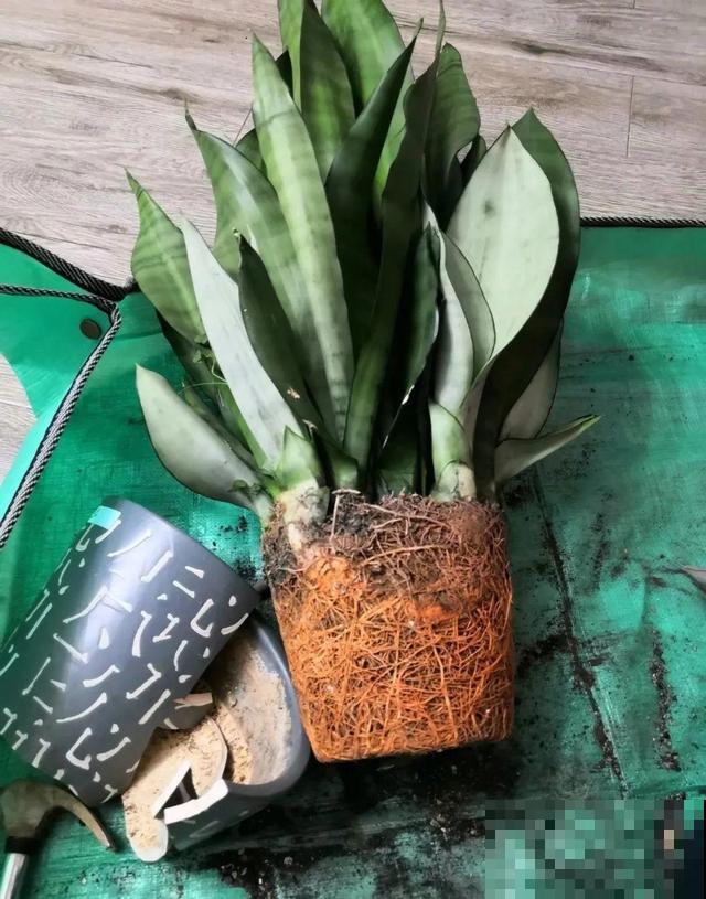 养根的3个小方法,照着一步步做,根能撑爆盆! 养根的3个小方法,照着一步步做,根能撑爆盆!