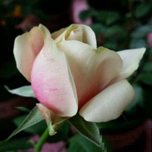 月季开花多,花期长,家里养正合适 月季开花多,花期长,家里养正合适