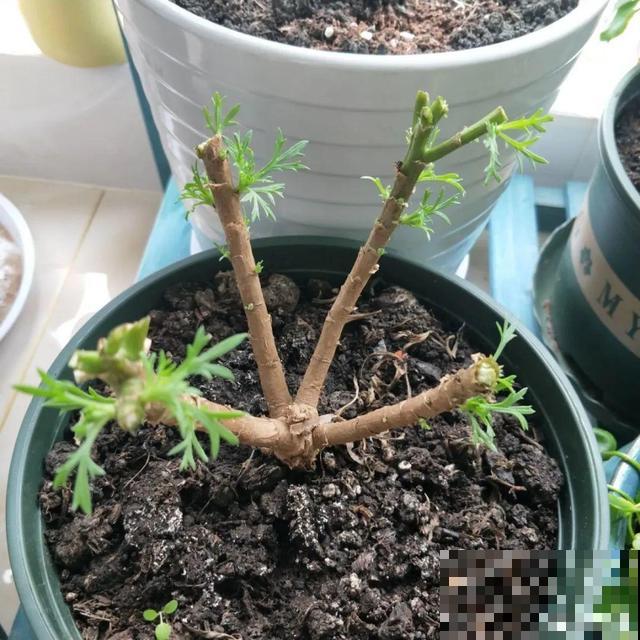 20种花,天凉了赶紧剪,来年开花有多又艳! 20种花,天凉了赶紧剪,来年开花有多又艳!