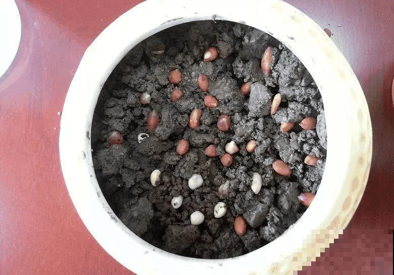 西红柿、玉米……埋土里，7天长成小森林，结出果子一大筐！