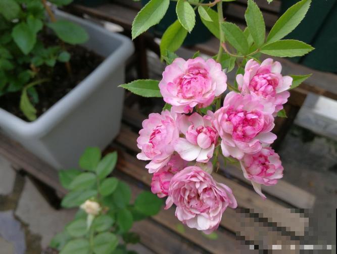 10种月季枝条太软，大家都说垂头，结果吊起来养超惊艳！