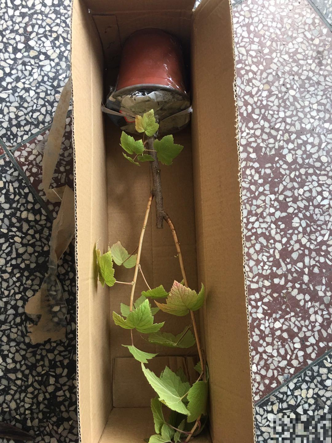 5种水果盆栽,种阳台上就能结果,足不出户吃果子 5种水果盆栽,种阳台上就能结果,足不出户吃果子