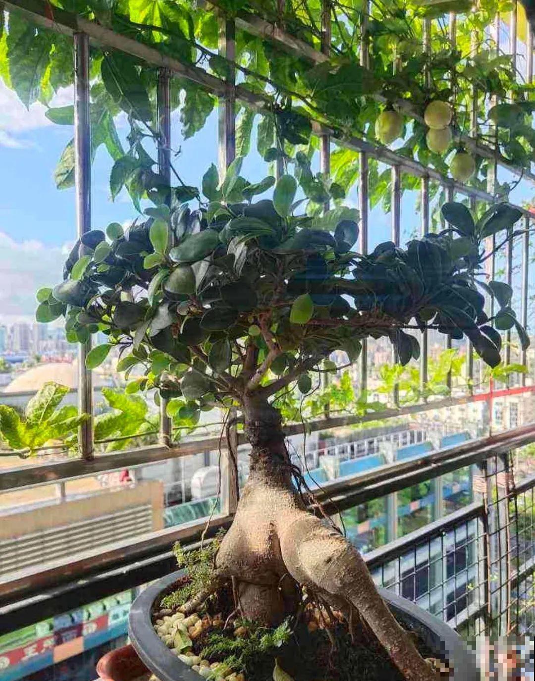 立秋后养花，8个注意事项，把花养的像白菜！