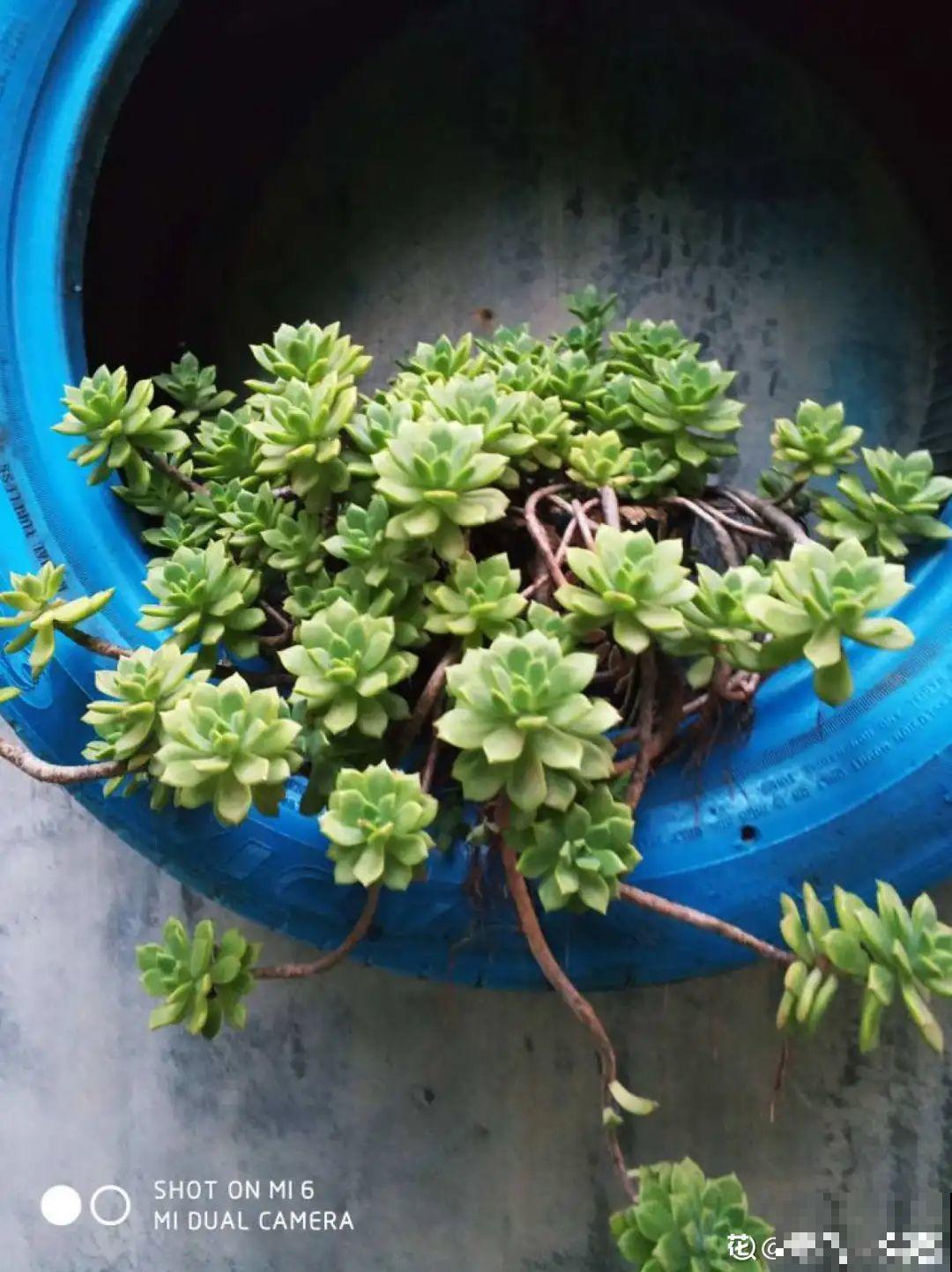 家里4个角落别浪费，分别养些好看的花，一年就能变花园！