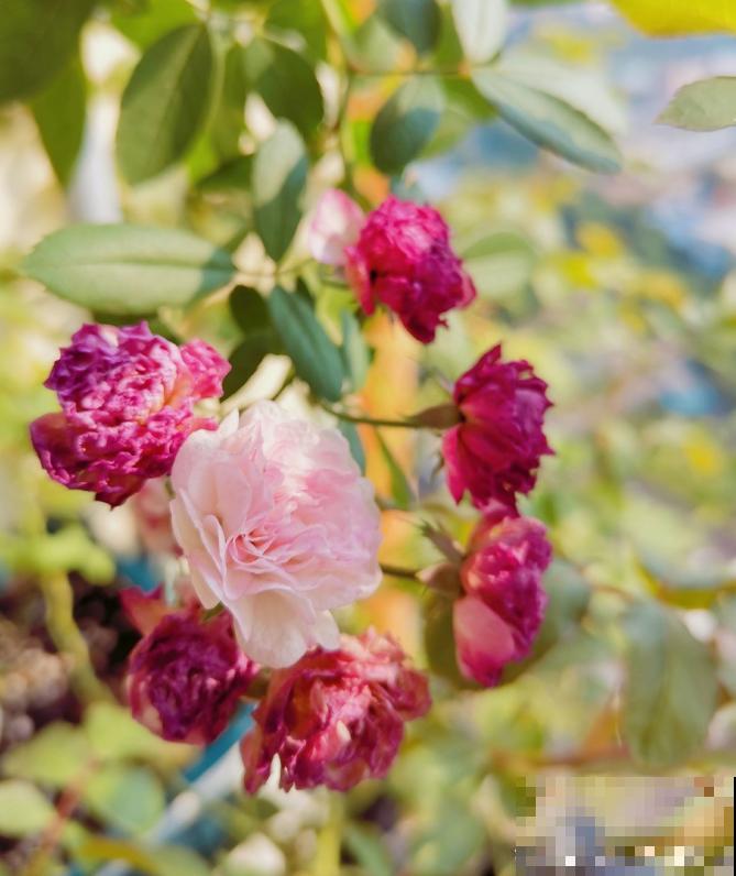 10种月季枝条太软，大家都说垂头，结果吊起来养超惊艳！