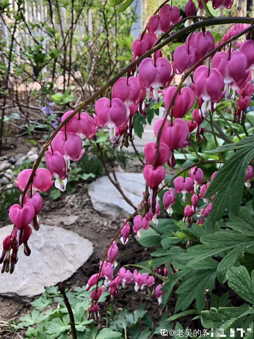 10种耐阴花，放在角落里，开花长成大树！