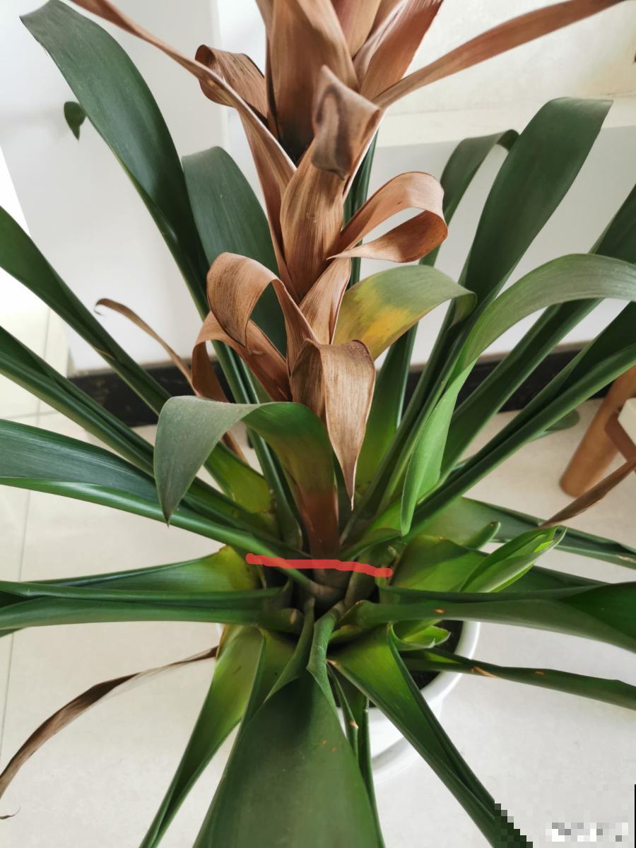 一次性的花，秋天开完就扔了，别浪费时间！