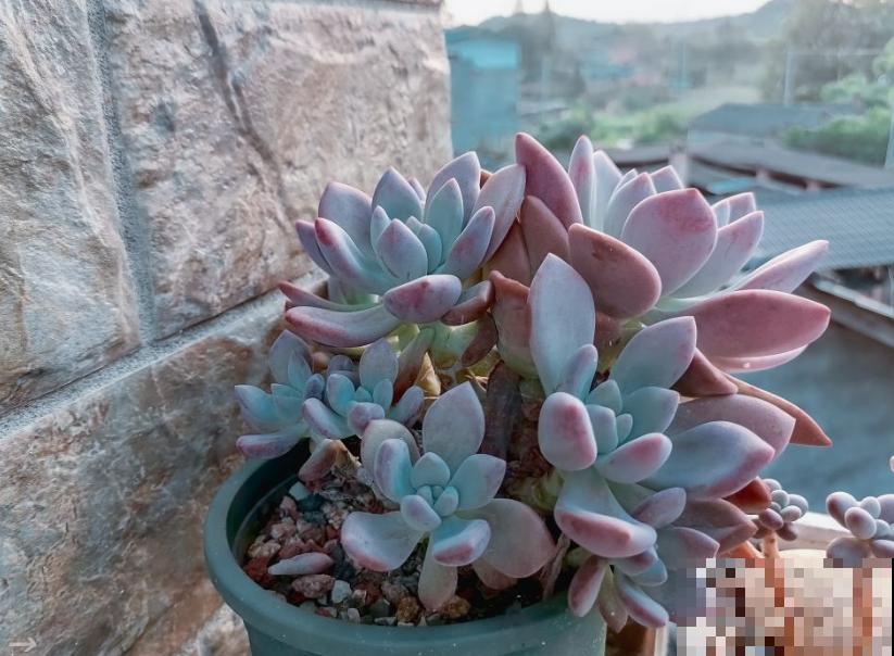 封闭小阳台，适合养这8种多肉，上色快、爆盆容易！