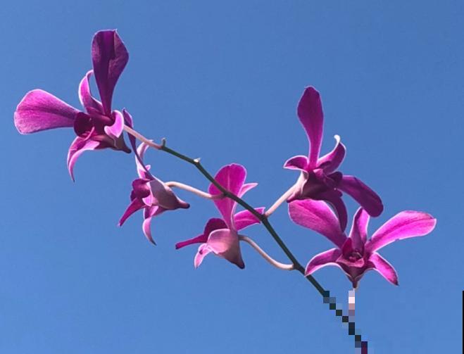 16种奇花异草,随便挑一个,你都没见过! 16种奇花异草,随便挑一个,你都没见过!