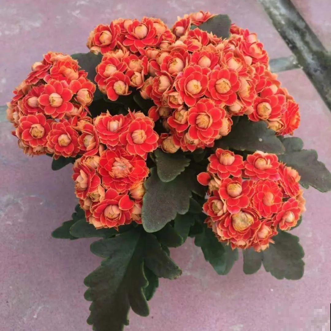 看图猜花名，100道题，测你的养花天分！