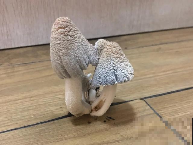 20种毒蘑菇，遇到千万别碰，贪吃必送医院！