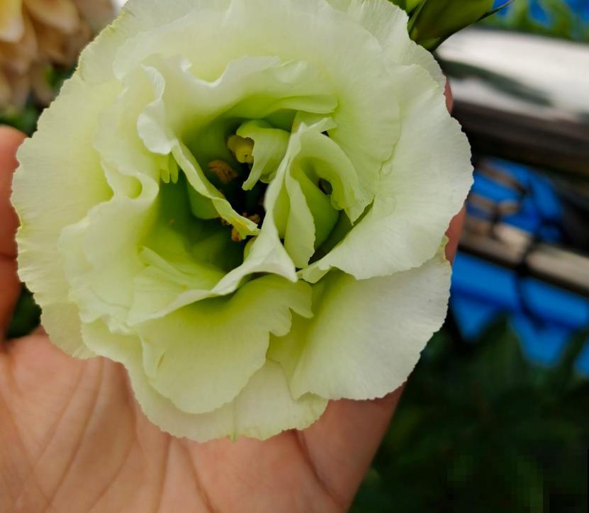 养花不走寻常路,这5种绿色花卉,养在家里特清新! 养花不走寻常路,这5种绿色花卉,养在家里特清新!