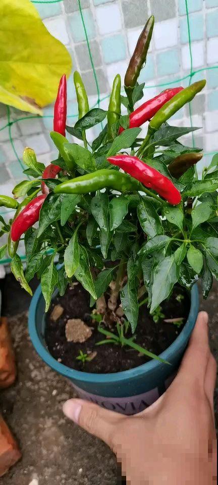 入秋家里种2种菜,生长速度快,俩月就能吃 入秋家里种2种菜,生长速度快,俩月就能吃