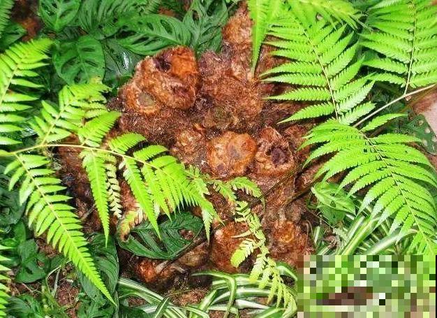 山上的雪莲,说摘就摘? 山上的雪莲,说摘就摘?