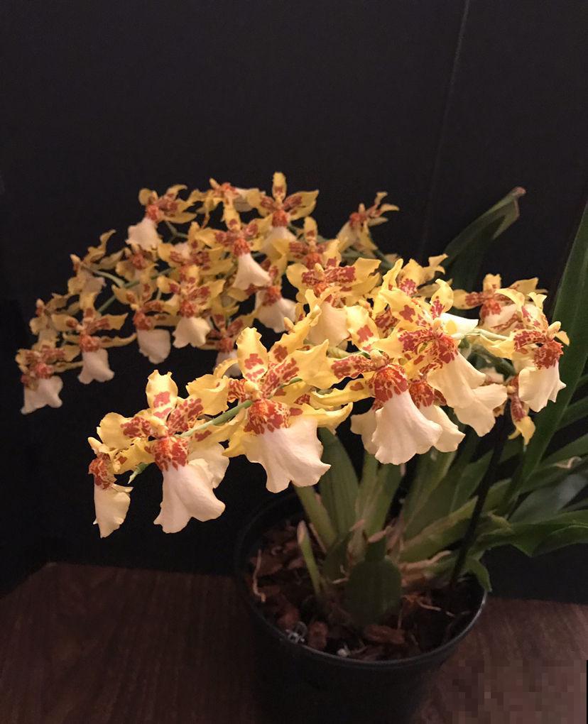 家里南阳台,就得种点阳性花,太阳越大开花越多 家里南阳台,就得种点阳性花,太阳越大开花越多