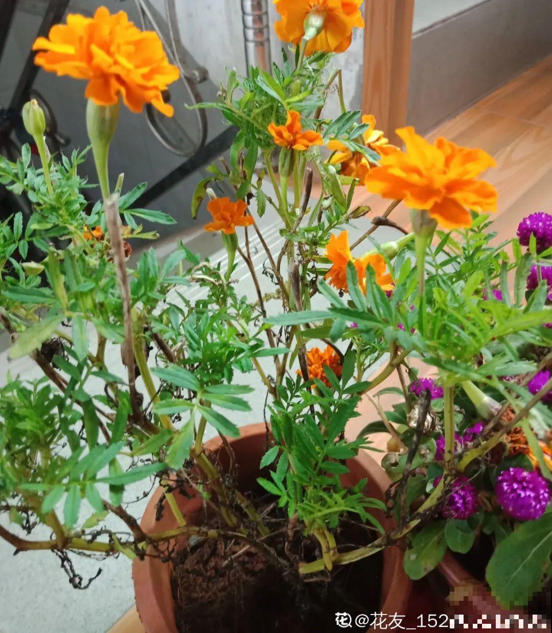 一次性的花，秋天开完就扔了，别浪费时间！