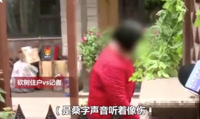 白色蜀葵竟被拦腰折断,说是因为颜色不吉利,真无语! 白色蜀葵竟被拦腰折断,说是因为颜色不吉利,真无语!