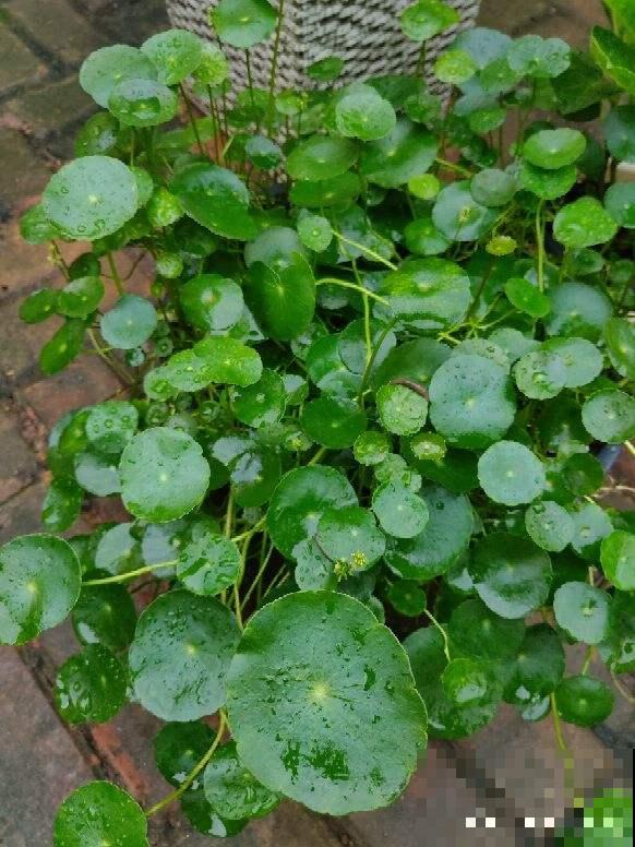 这4种花就是大水缸，越浇水越疯长，一缺水就枯了！