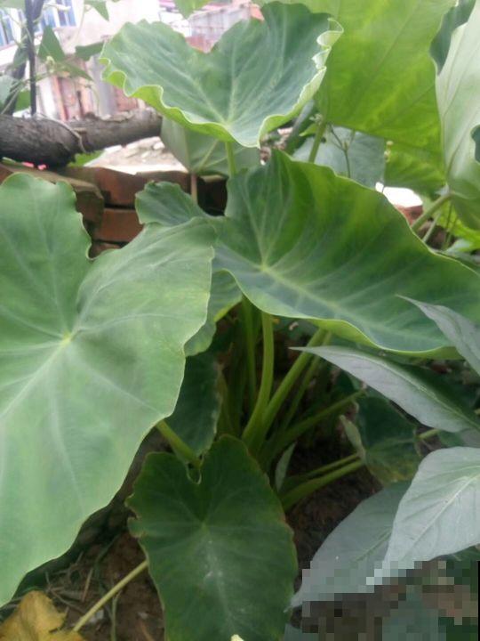 在家养盆芋头，叶子油亮直晃眼，还能拎出满盆小芋头