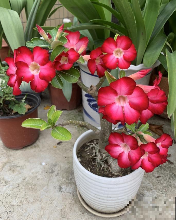 养这4种花，就得配好土，不黄叶不烂根！