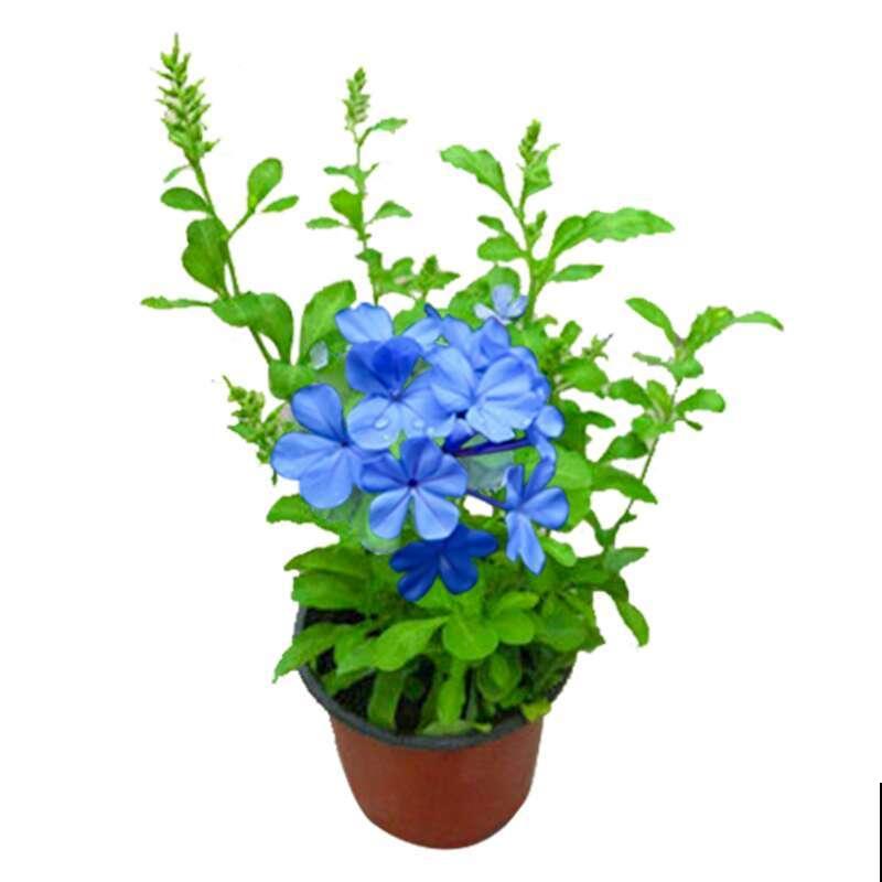 她家的花一开，就赶紧画成水彩画，比真花还美！