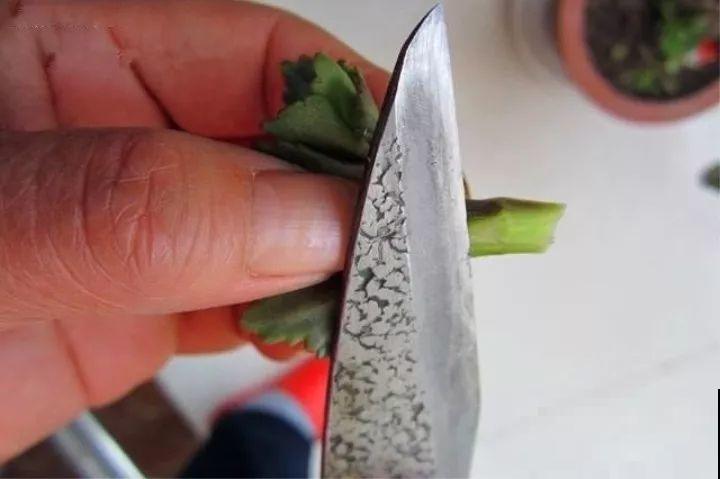 嫁接达人,玉树嫁接长寿上,花友直呼内行! 嫁接达人,玉树嫁接长寿上,花友直呼内行!