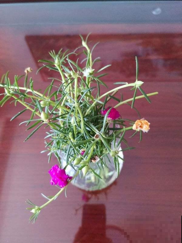 小海绵作用大,剪一刀插枝条,扦插蹭蹭冒白根 小海绵作用大,剪一刀插枝条,扦插蹭蹭冒白根