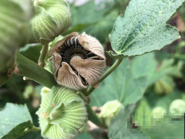 花开完别剪,再等15天,能收上千粒种子! 花开完别剪,再等15天,能收上千粒种子!