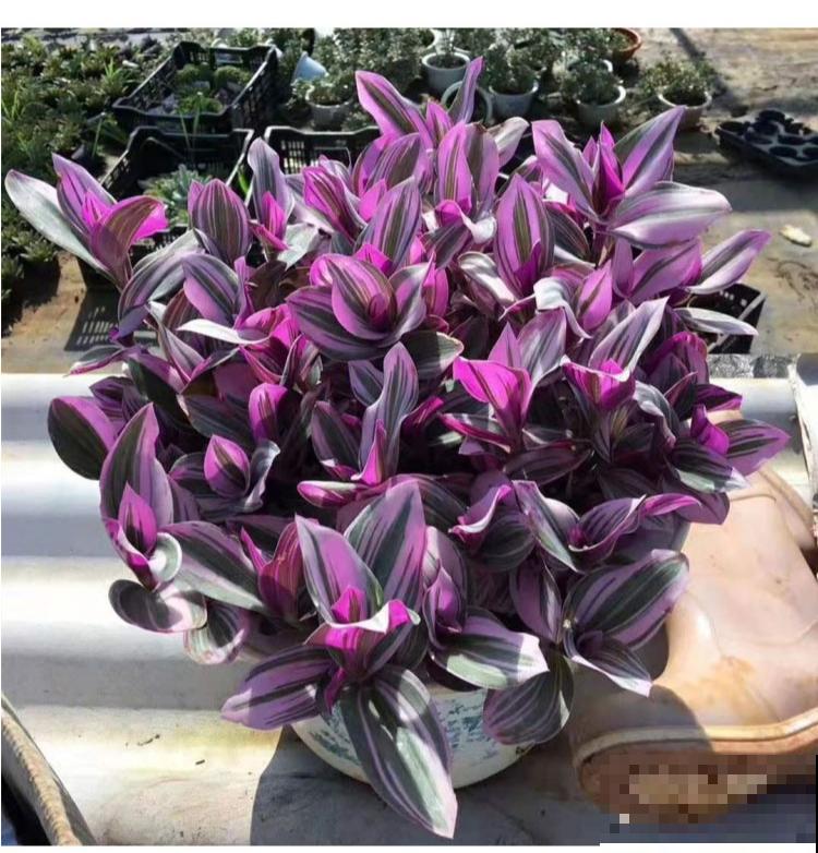 新买一盆花,叶子五颜六色,真怀疑它是不是喷药了? 新买一盆花,叶子五颜六色,真怀疑它是不是喷药了?