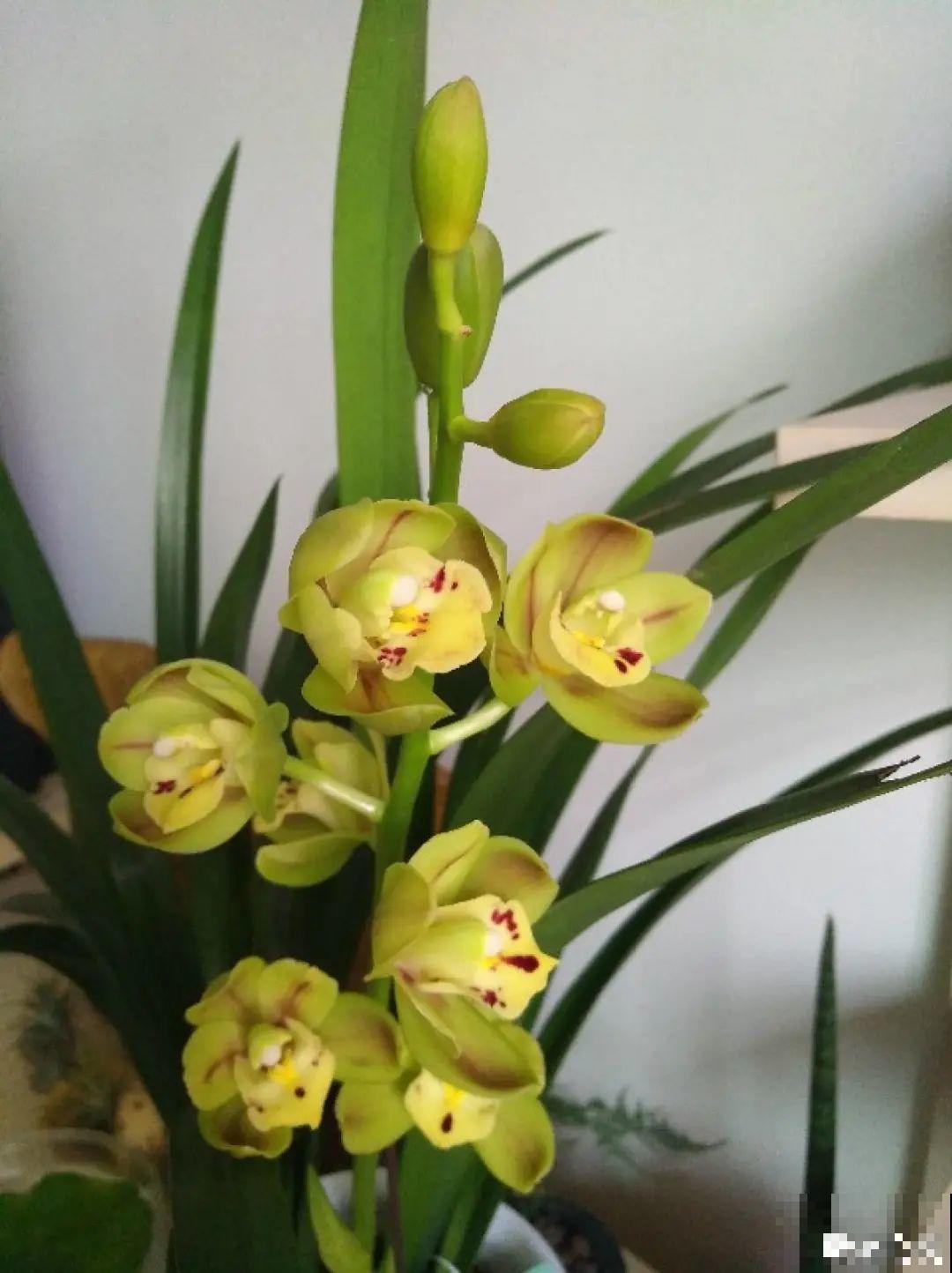 10种“好运花”，中国人最爱养，图个吉祥如意！