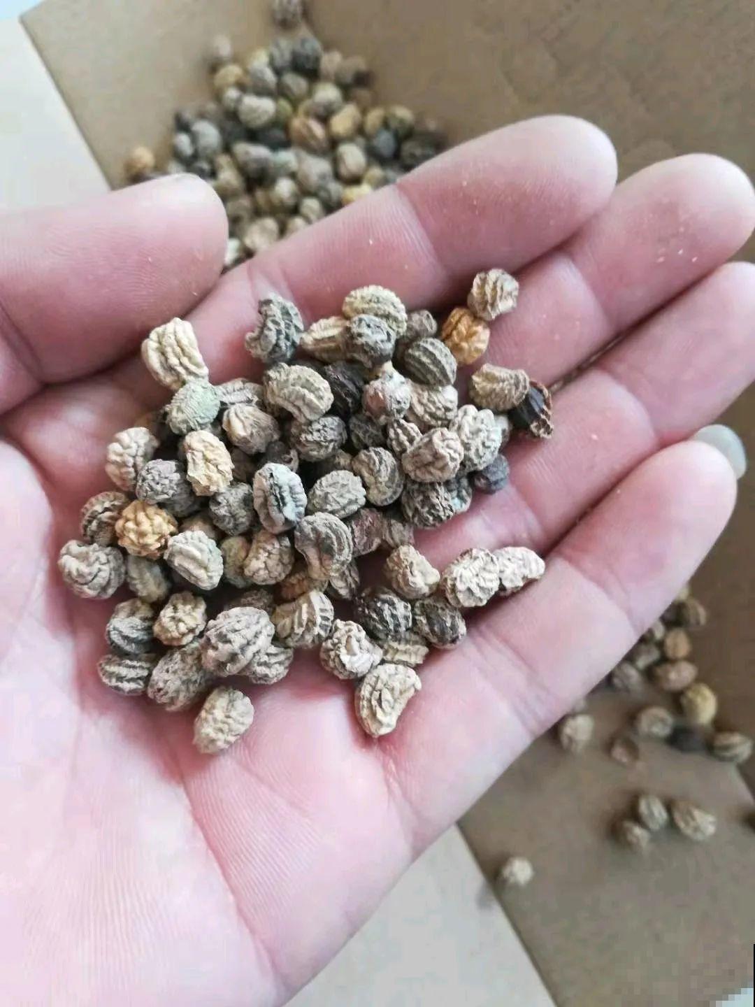 5种花，只能秋天播种，苗壮开花多！