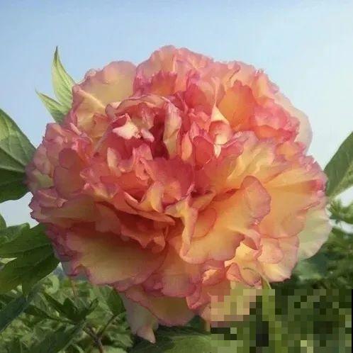 这花只能秋天养,埋土里就活,晚了再等一整年! 这花只能秋天养,埋土里就活,晚了再等一整年!