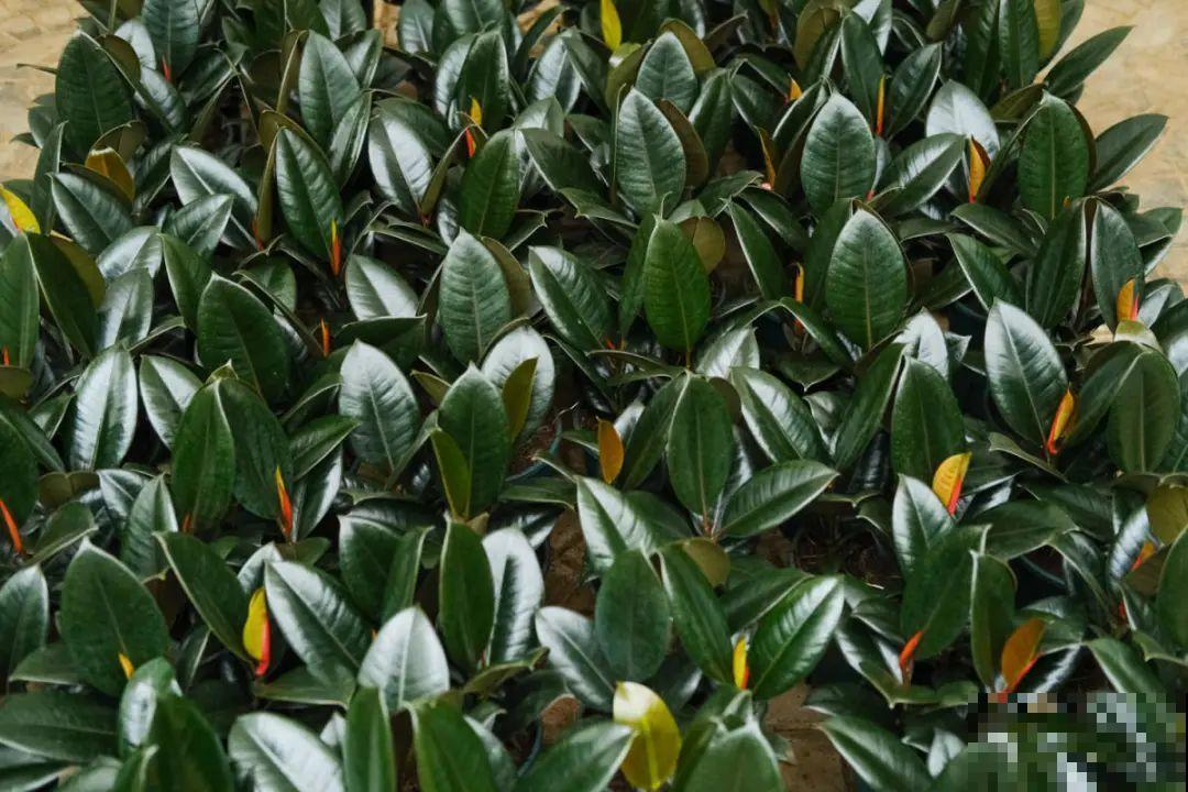 24种植物“净化器”,每个房间养一盆,太值了! 24种植物“净化器”,每个房间养一盆,太值了!