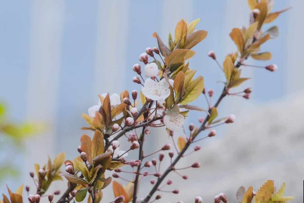 5步种好盆栽紫叶李,简单还省钱,来年果子长满盆! 5步种好盆栽紫叶李,简单还省钱,来年果子长满盆!