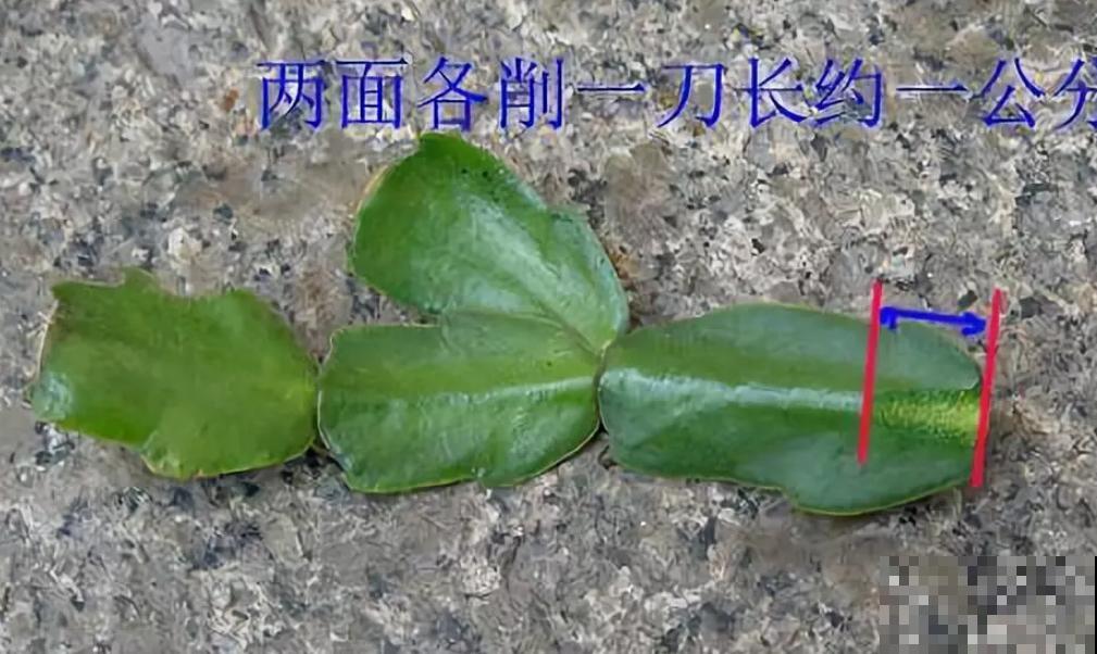 蟹爪兰就得现在嫁接,高温高湿,三两天就活了! 蟹爪兰就得现在嫁接,高温高湿,三两天就活了!