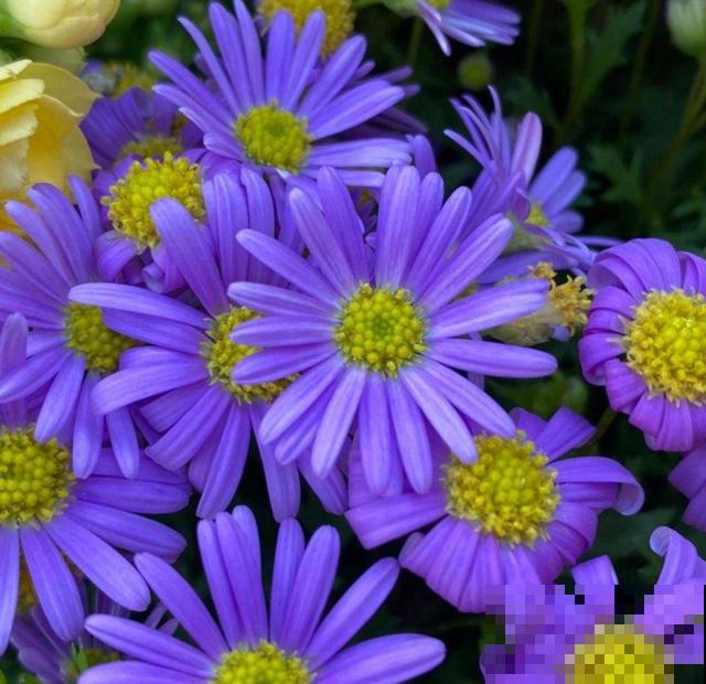 荷兰菊特好养，扔下种子就能长，轻松爆盆！