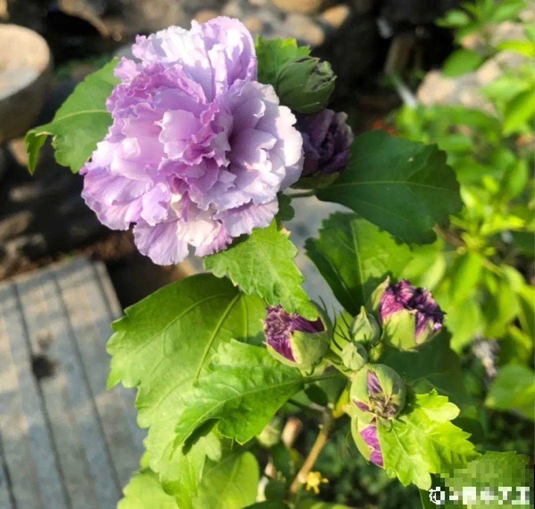 9月生日花，又美又香，寓意极好！