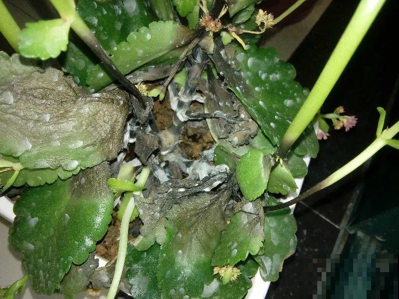 公认难养的花,养一盆死一盆,从来没有养活过! 公认难养的花,养一盆死一盆,从来没有养活过!