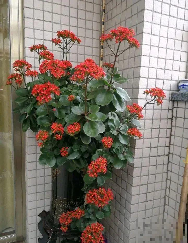 1米7的天竺葵，开花成瀑布，太震撼了