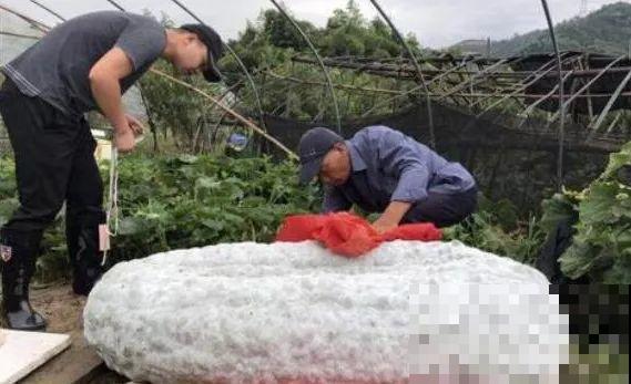 农村大姐，种出1.5米大冬瓜，我看谁还敢说矮！