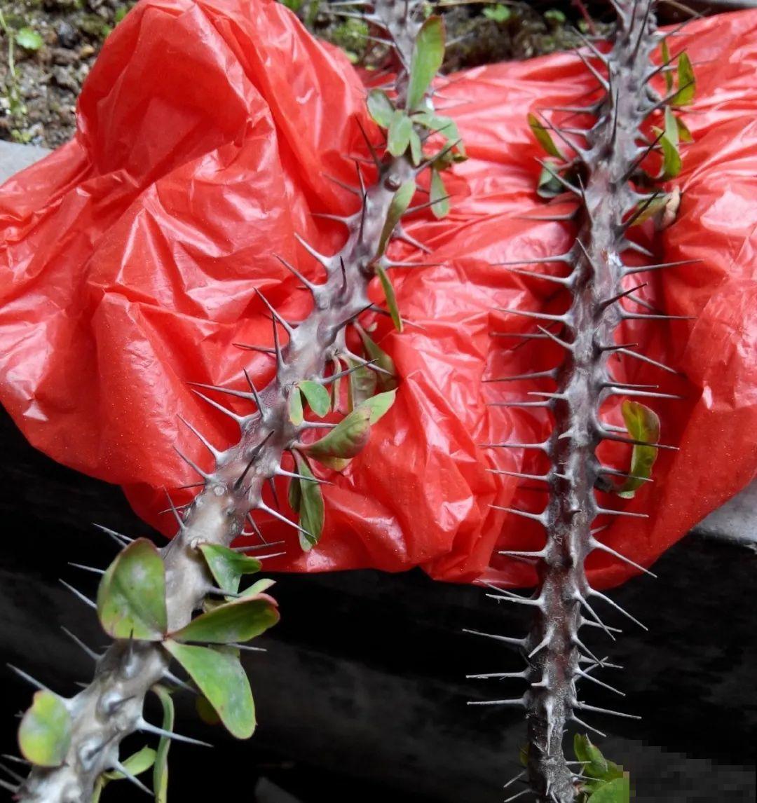 罂粟花不能随便种,私自种植,就得薅光 罂粟花不能随便种,私自种植,就得薅光
