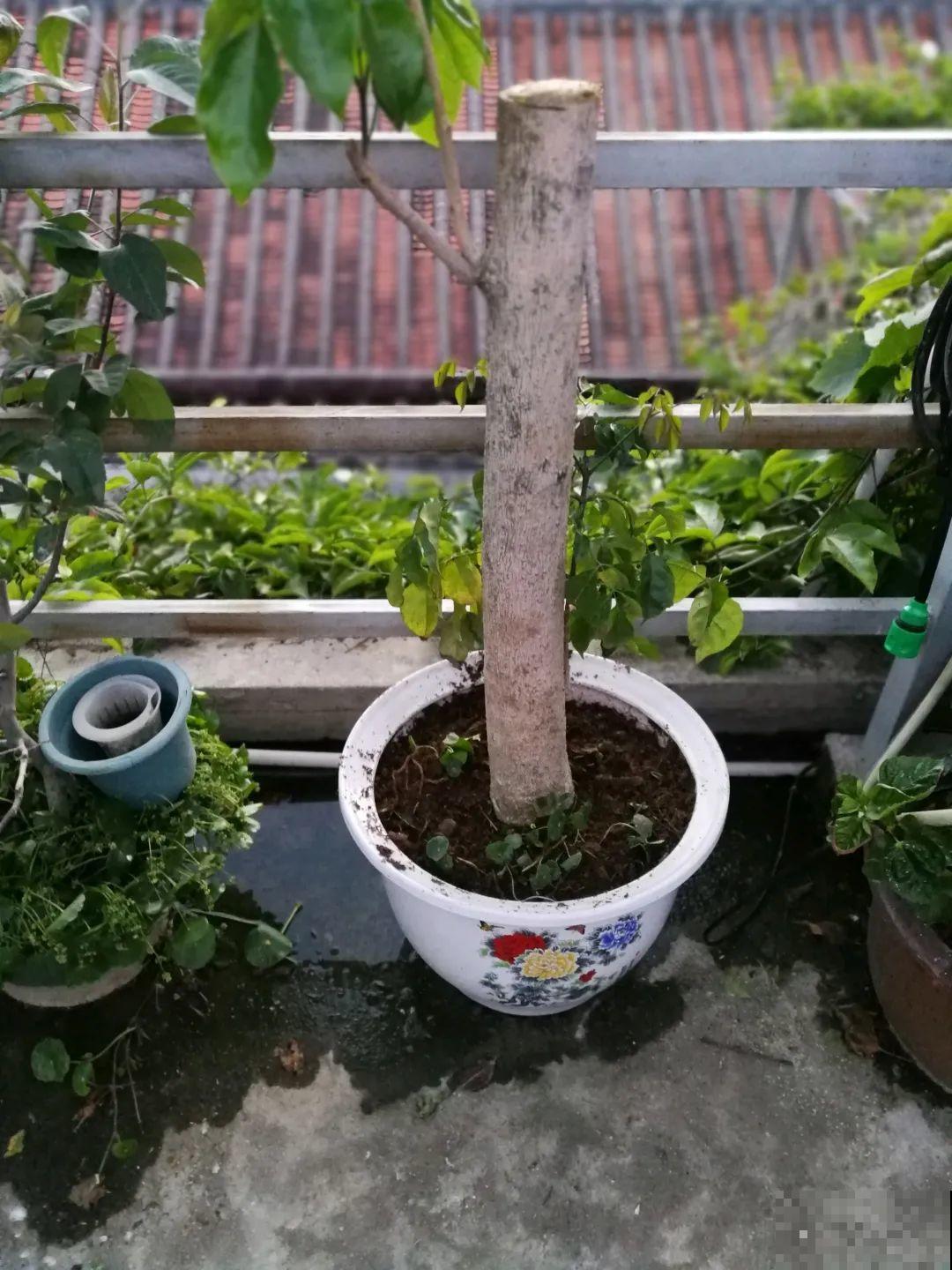 幸福树长太高，拦腰砍1刀，效果竟然这么好！