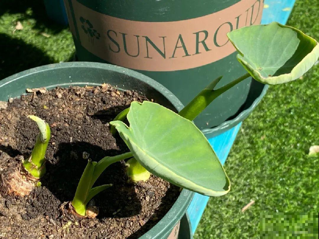 玉米地瓜，放久了自动变成盆栽，太好活了吧？