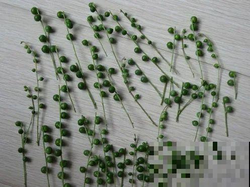 扦插这些花,只需摘几片叶子,生根太容易! 扦插这些花,只需摘几片叶子,生根太容易!